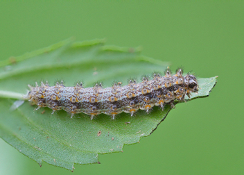 Phaon Crescent caterpillar